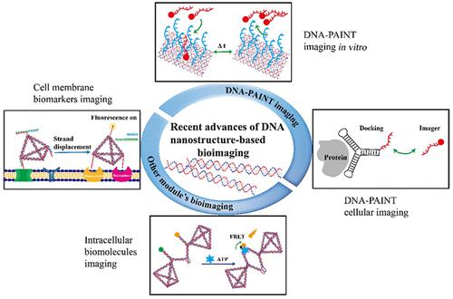 Recent Advances In Self-Assembled DNA Nanostructures For Bioimaging,ACS ...