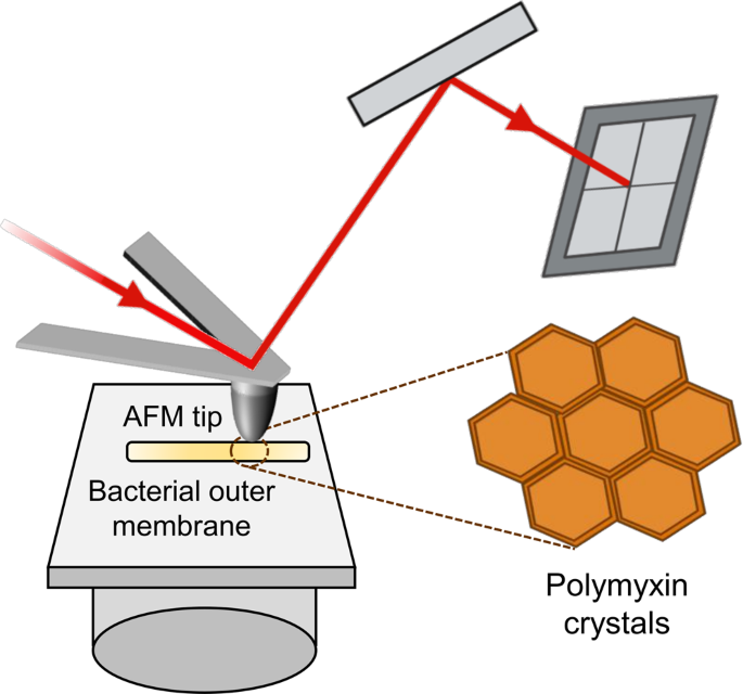 Seeing The Unseen High Resolution Afm Imaging Captures Antibiotic Action In Bacterial Membranes 5108