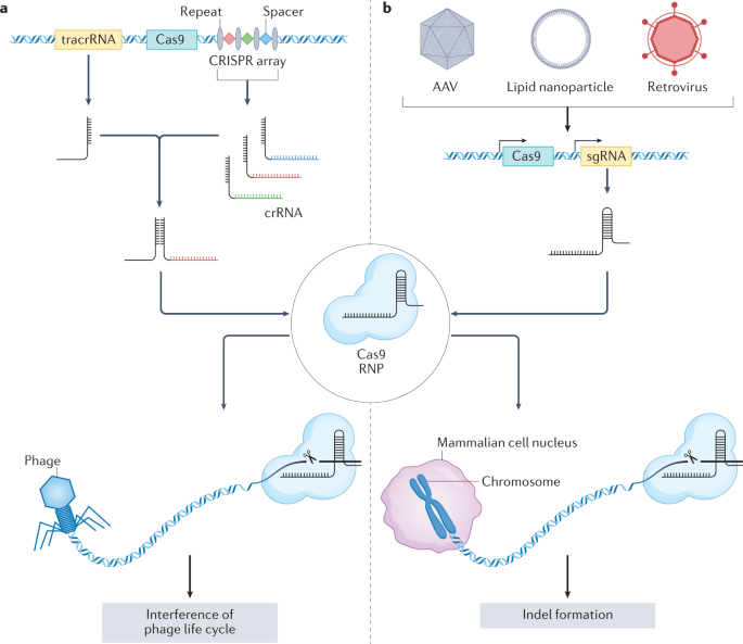 Advances In CRISPR Therapeutics,Nature Reviews Nephrology - X-MOL