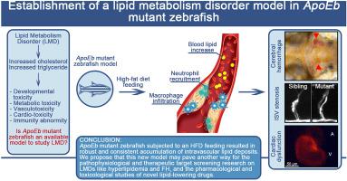 Establishment of a lipid metabolism disorder model in ApoEb mutant 