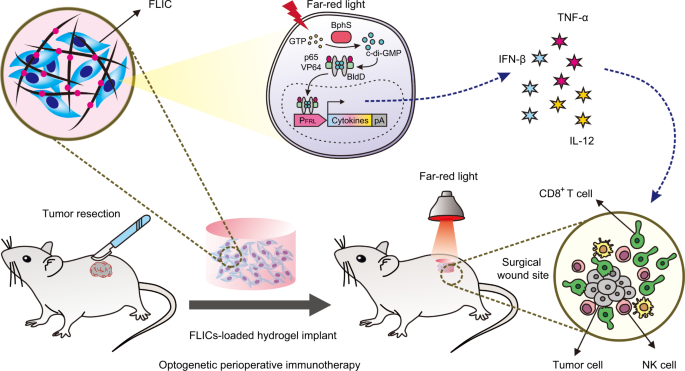 Optogenetic-controlled immunotherapeutic designer cells for post-surgical  cancer immunotherapy,Nature Communications - X-MOL