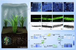 microcosm experiment drought