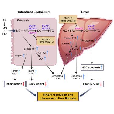 MGAT2 Inhibitor Decreases Liver Fibrosis And Inflammation In Murine ...