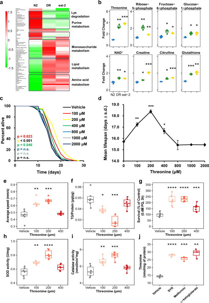 L Threonine Promotes Healthspan By Expediting Ferritin Dependent