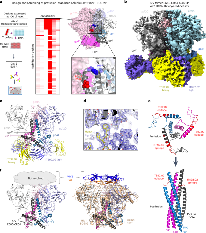 The cryo-EM structure of the human neurofibromin dimer reveals the  molecular basis for neurofibromatosis type 1