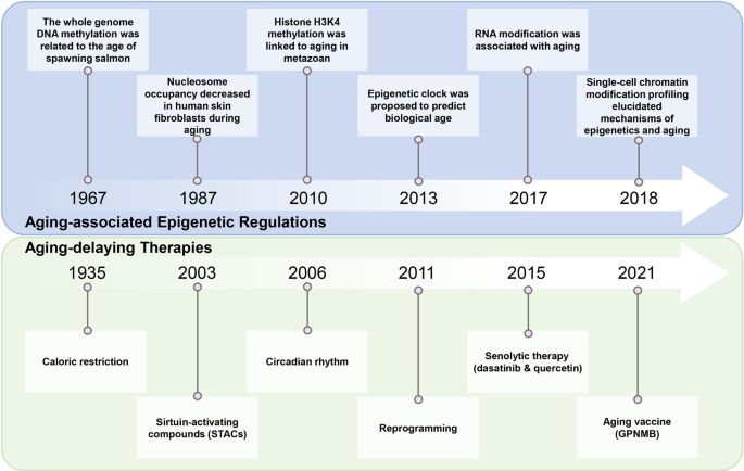 Epigenetic Regulation Of Aging: Implications For Interventions Of Aging ...