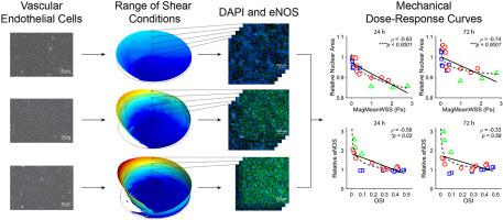 Characterizing nuclear morphology and expression of eNOS in vascular ...