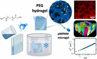 透明 PEG 水凝胶 3D 多孔结构内的微凝胶动力学,Colloids And Surfaces B: Biointerfaces - X-MOL