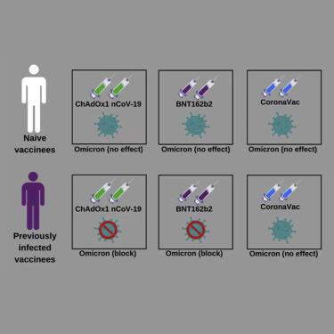 Susceptibility To SARS-CoV-2 Omicron Following ChAdOx1 NCoV-19 And ...