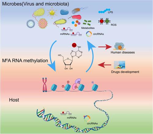 The Regulatory Role Of N6-methyladenosine Modification In The ...