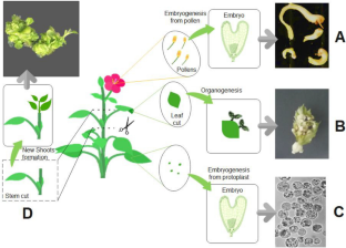 生长素和细胞分裂素在植物体细胞胚胎发生中的应用：从能力到完成的故事,Plant Growth Regulation - X-MOL