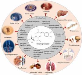 Chlorogenic Acid For Cancer Prevention And Therapy: Current Status On ...