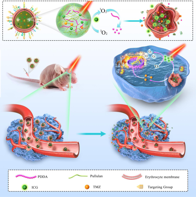 Near Infrared-activatable Biomimetic Nanogels Enabling Deep Tumor Drug ...