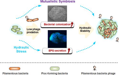 Phage Predation Promotes Filamentous Bacterium Piscinibacter ...