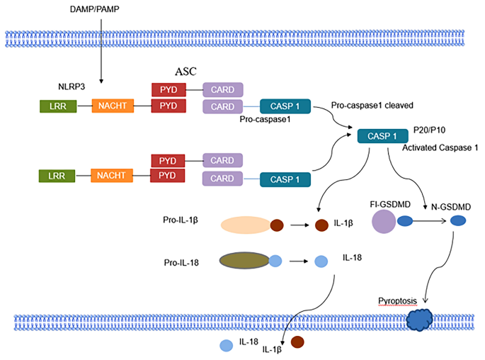 离子通道激活的Nod样受体蛋白3炎性体在多种疾病中的作用,Molecular and Cellular Biochemistry - X-MOL