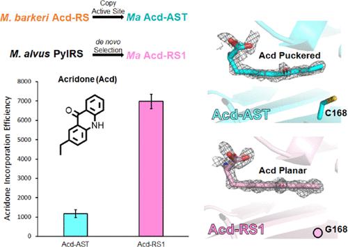 Structures of Methanomethylophilus alvus Pyrrolysine tRNA-Synthetases ...