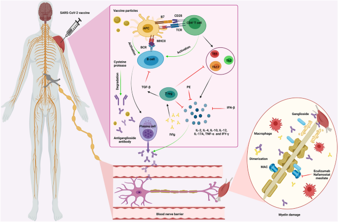 A review of the potential neurological adverse events of COVID-19 ...