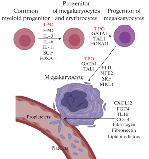 Effect Of Ethanol On Platelet Biology,Biochemistry (Moscow), Supplement ...