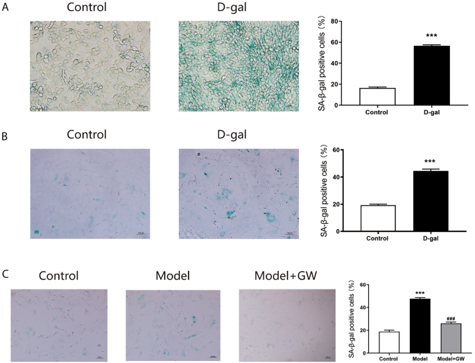 Exosomal MiR-767 From Senescent Endothelial-derived Accelerating Skin ...