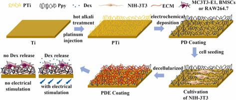 Electrochemical Deposition Of Ppy/Dex/ECM Coatings And Their Regulation ...