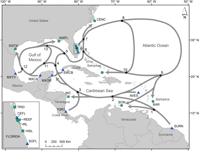 Female-biased introductions produce higher predicted population size and  genetic diversity in simulations of a small, isolated tiger (Panthera  tigris) population