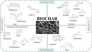 生物炭在污染土壤中有机毒污染物修复中的应用更新 Ecotoxicology and Environmental Safety X MOL