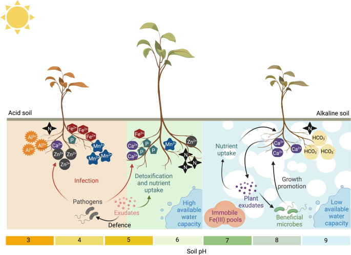 Plant Strategies To Mine Iron From Alkaline Substrates,Plant And Soil ...