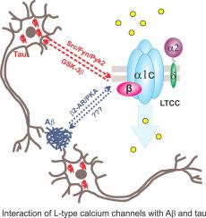 阿尔茨海默病中L 型钙通道的调节：一个潜在的治疗靶点,Computational 