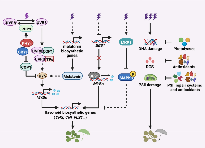 Plant Responses To UV-B Radiation: Signaling, Acclimation And Stress ...