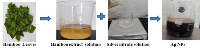 Bambusa Arundinacea Leaves Extract-derived Ag NPs: Evaluation Of The ...