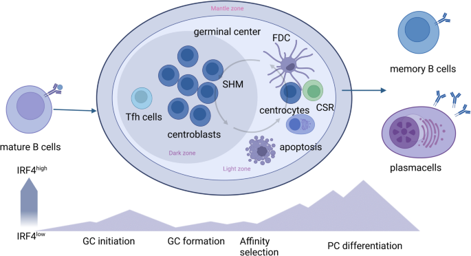 The Dynamic Functions Of IRF4 In B Cell Malignancies,Clinical And ...