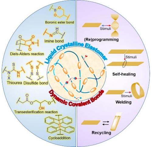 Functional Liquid Crystal Elastomers Based On Dynamic Covalent ...