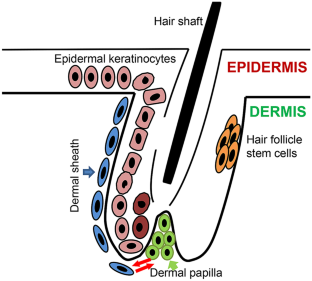 The dermal papilla dilemma and potential breakthroughs in bioengineering  hair follicles,Cell and Tissue Research - X-MOL