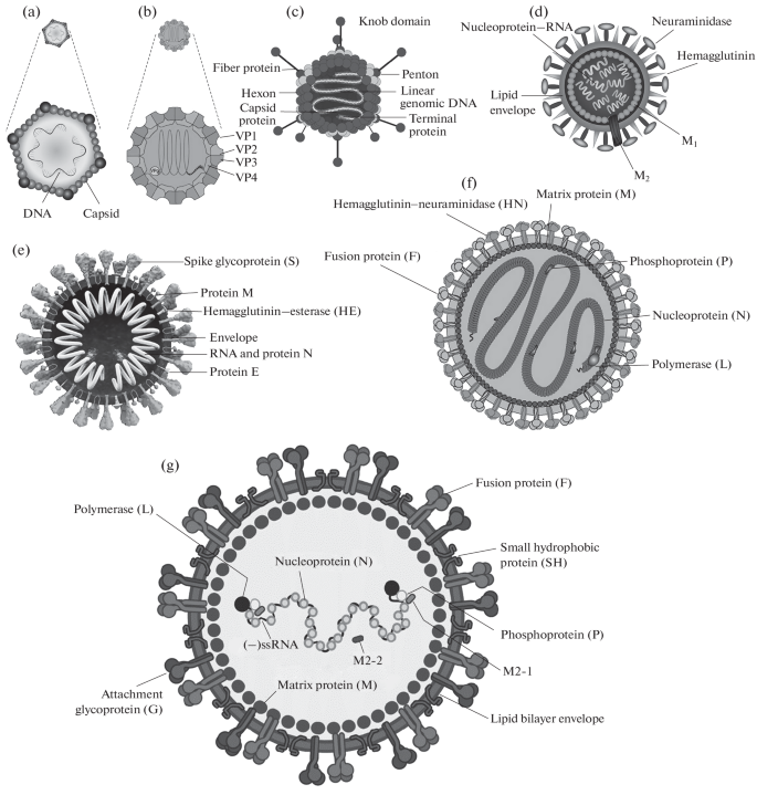 COVID-19, Influenza, And Other Acute Respiratory Viral Infections ...