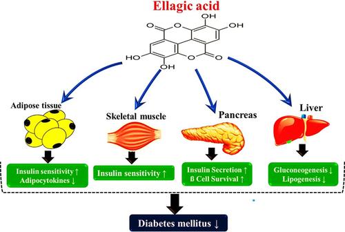 Potential roles of ellagic acid on metabolic variables in diabetes