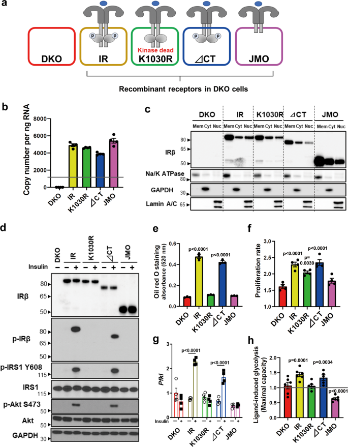 Unique Ligand And Kinase-independent Roles Of The Insulin Receptor In ...