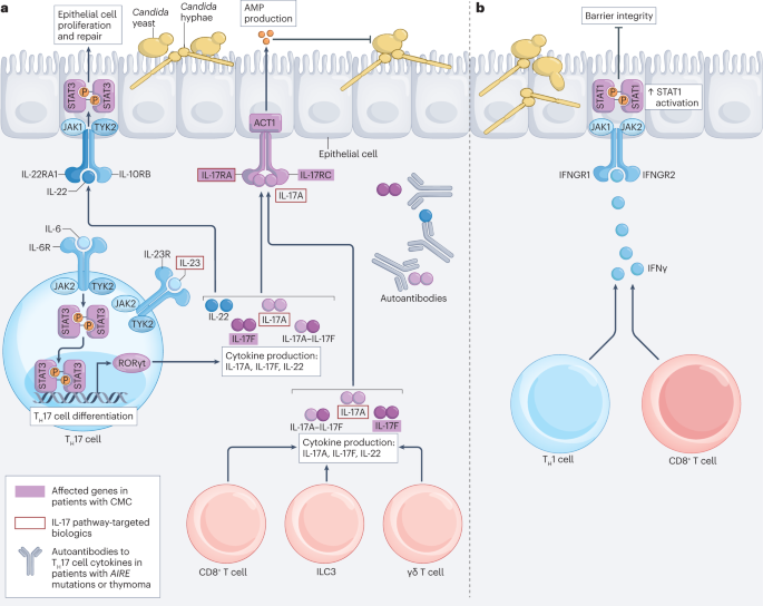 Immune Responses To Human Fungal Pathogens And Therapeutic Prospects ...