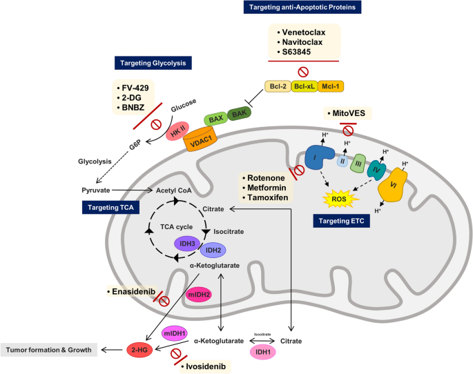 影响癌症耐药性线粒体功能的基因突变 Genes And Genomics X Mol