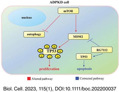 The inhibition of MDM2 slows cell proliferation and activates apoptosis ...