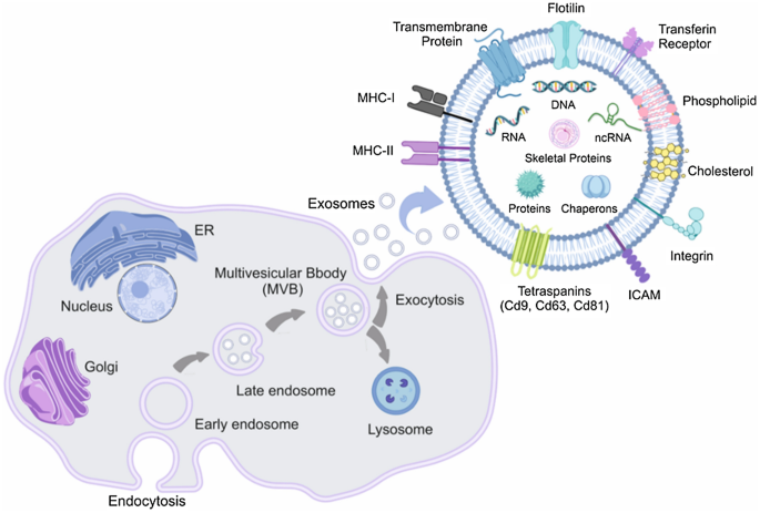 Exosome Engineering In Cell Therapy And Drug Delivery ...