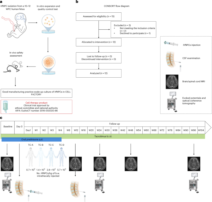 Neural Stem Cell Transplantation In Patients With Progressive Multiple ...