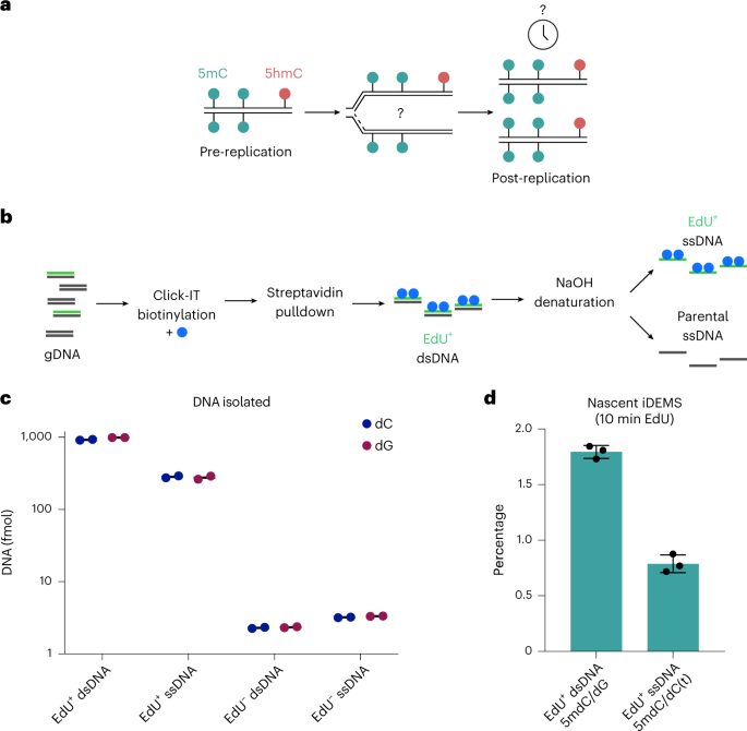 Quantifying Propagation Of DNA Methylation And Hydroxymethylation With   10.1038 S41556 022 01048 X.PNG