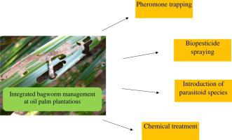 De novo transcriptome analysis of bagworm Metisa plana from highly ...