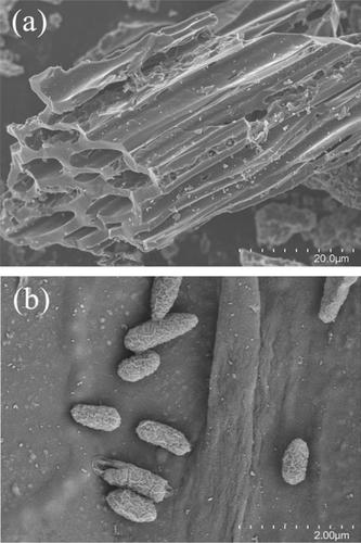 Effects of biochar carried microbial agent on compost quality ...