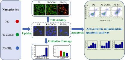 Cellular Absorption Of Polystyrene Nanoplastics With Different Surface ...