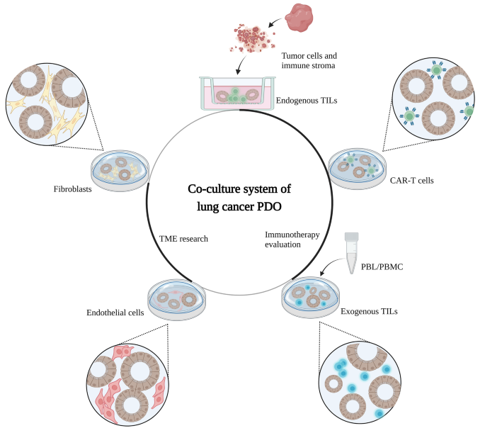 The Application Of Patient Derived Organoid In The Research Of Lung