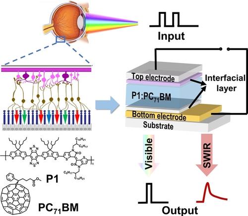 Retina-Inspired Organic Photonic Synapses For Selective Detection Of ...