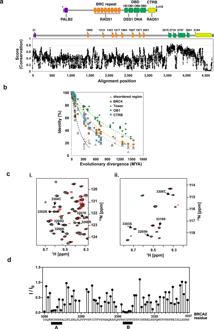 DNA binding and RAD51 engagement by the BRCA2 C-terminus orchestrate ...