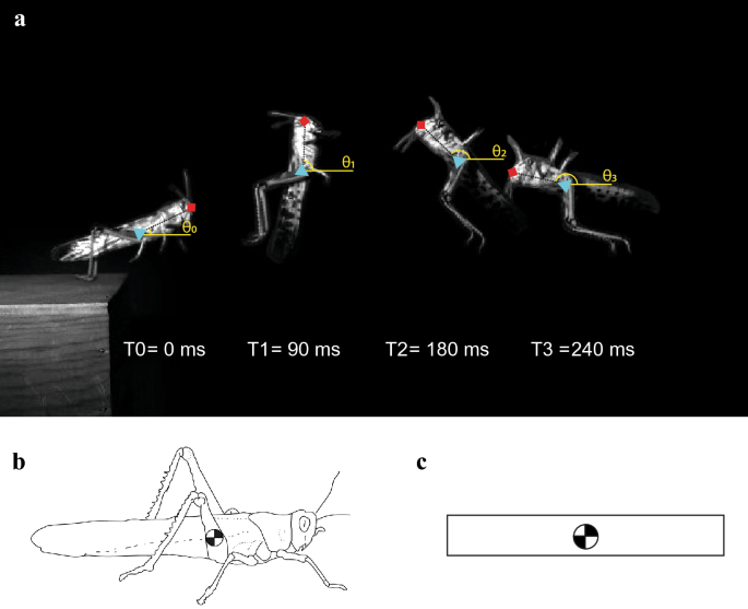 高速跳跃的控制：蝗虫（Schistocerca gregaria）的旋转和能量学 