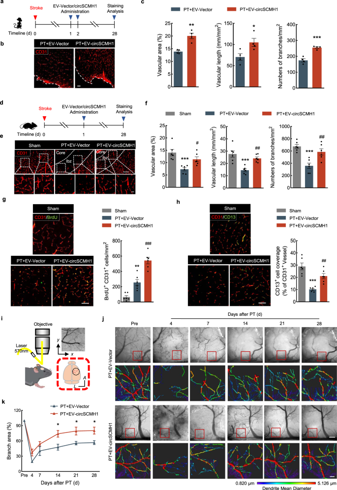 Pdf Therapeutic Approaches Targeting Vascular Repair After